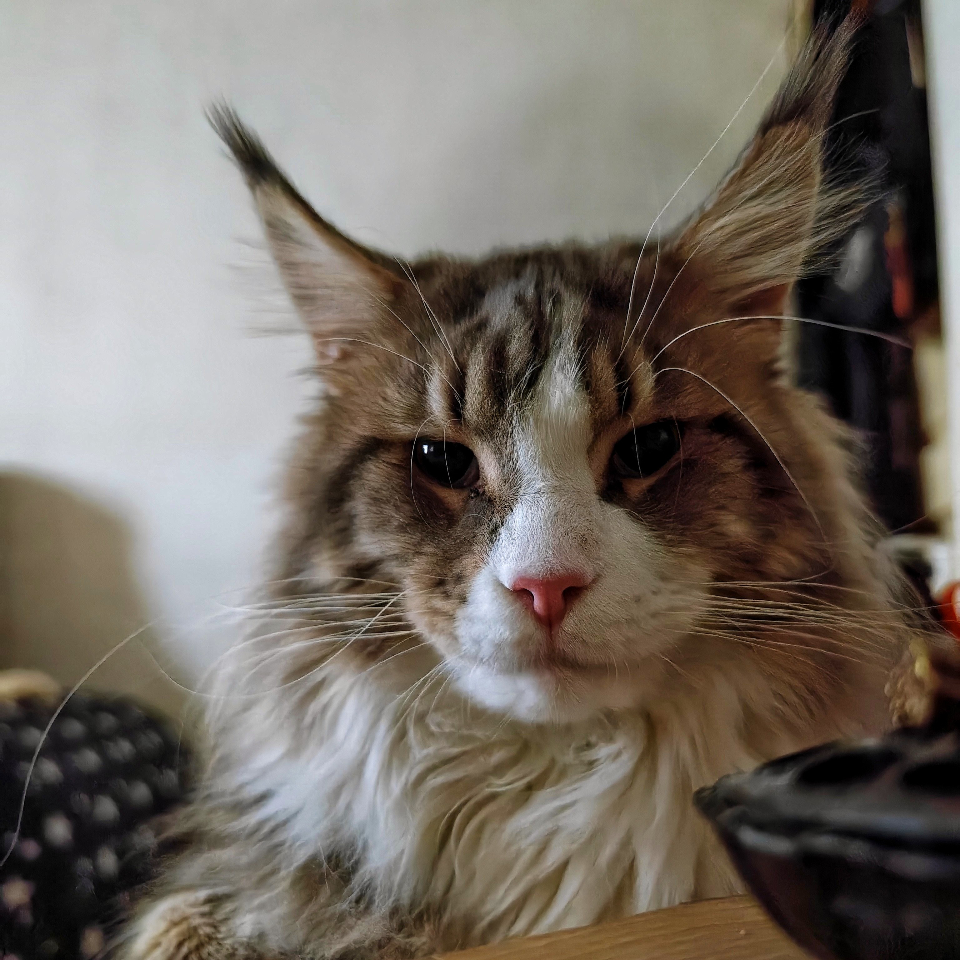 公猫2岁半  胆小粘人  找同城爱猫猫的好主人